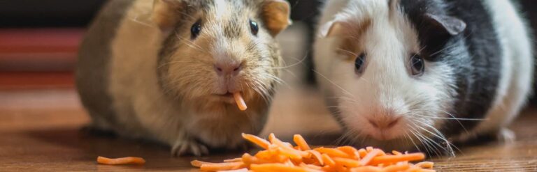 Guinea Pigs Eating Carrots