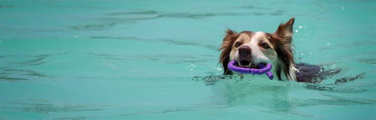 Perro nadando con un juguete