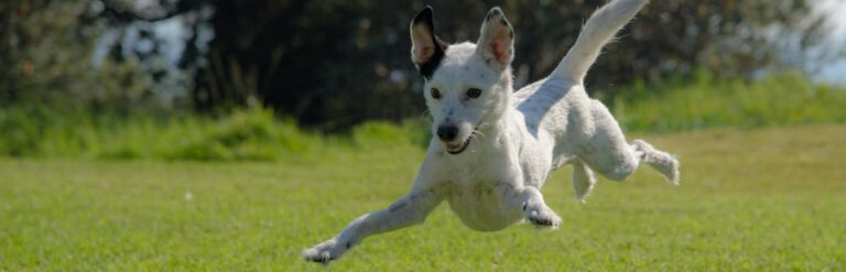 Jumping white dog