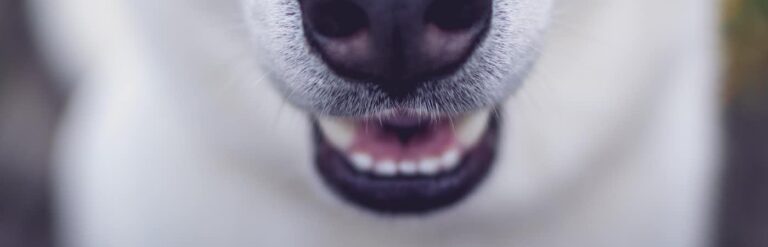Primer plano de la nariz y los dientes del perro
