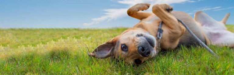 Dog lying on back, on grass