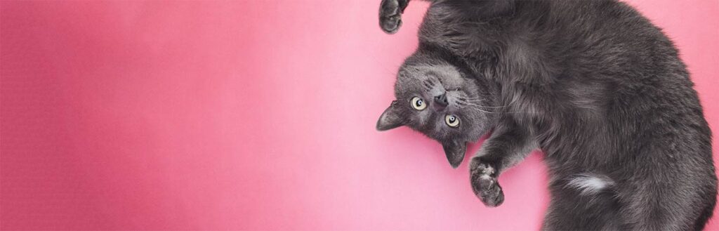 Grey cat lying on pink background
