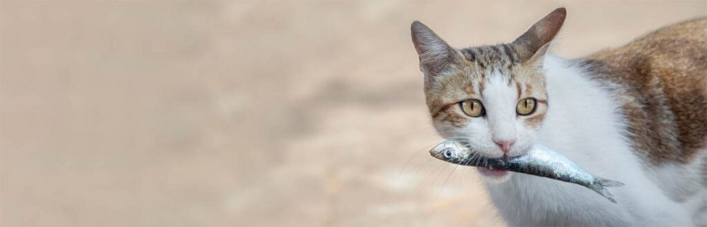 Tabby cat holding a fish in its mouth.