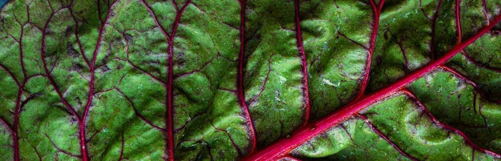Close-up of green leaf with red veins.