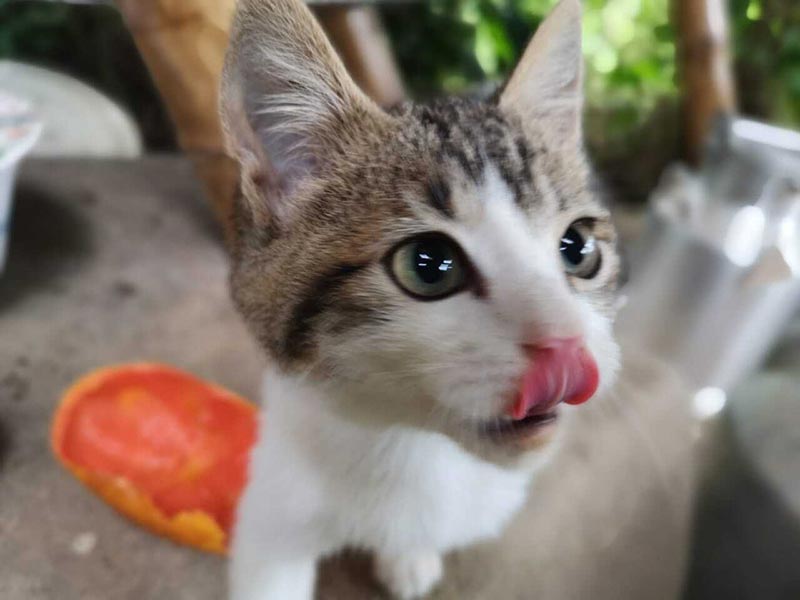 Mimi - the almost vegan cat